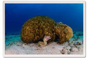white eyed moray eel