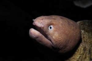 white eyed moray eel koh tao