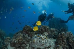 yellow butterfly fish divers background 1024x683
