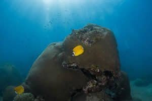yellow butterflyfish koh tao