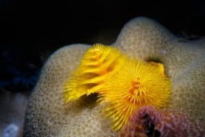 yellow christmas tree worm underwater macro