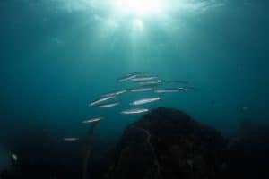 yellow tailed barracuda