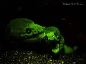 Moray Eels UV dive