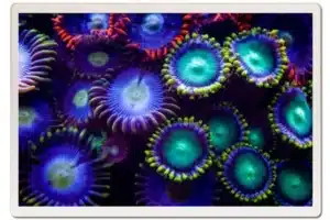 uv coral