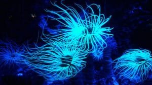 underwater UV diving with coral