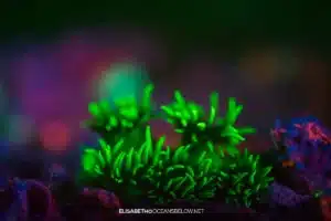 UV night dive