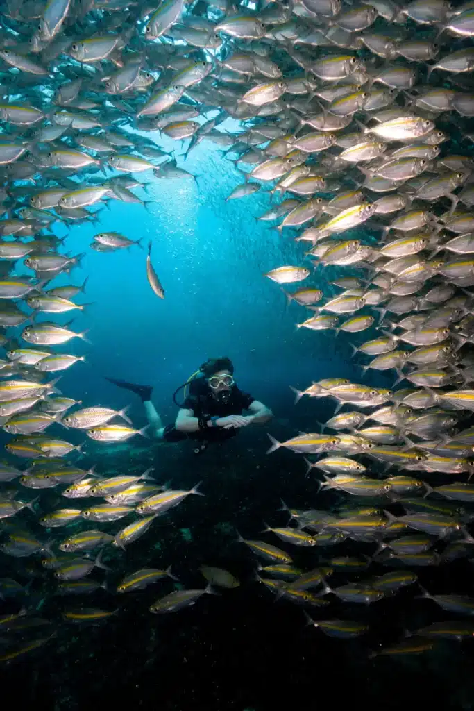 a diver in a scool of fish fun diving