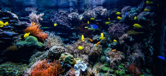 A Guide to Underwater Photography: Capture the Magic of the Marine World