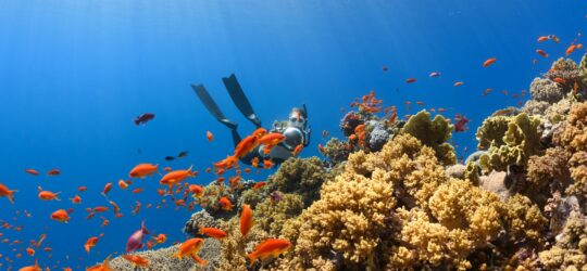 Scuba Diving for Kids: Age and Safety Guide