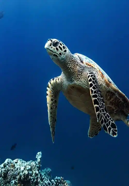 Can You Dive Without Certification? Here’s What You Need to Know