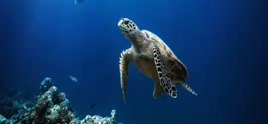 A sea turtle swims gracefully over a colorful coral reef, sunlight filtering through the clear blue water, illuminating its patterned shell and wise-looking eyes.