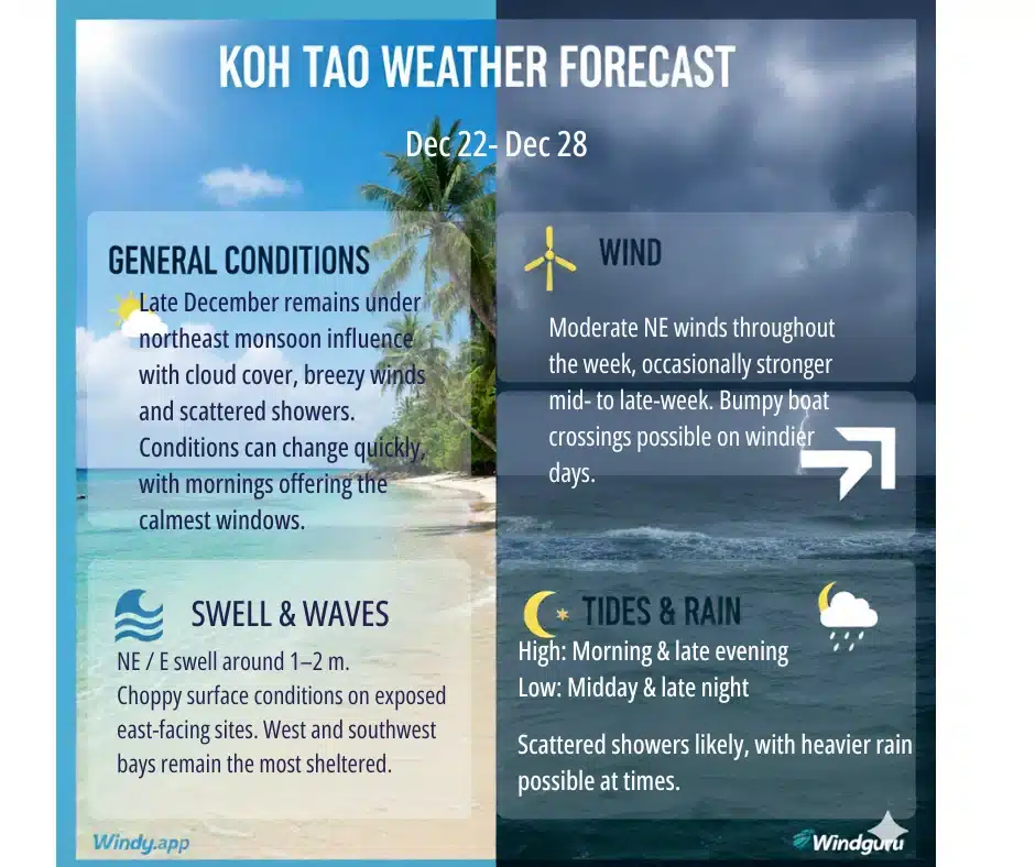 Koh Tao Weekly Dive Report