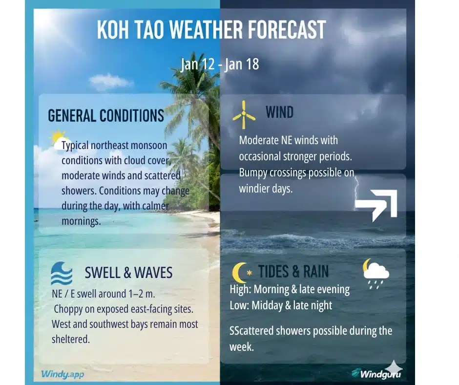 Koh tao weekly dive report