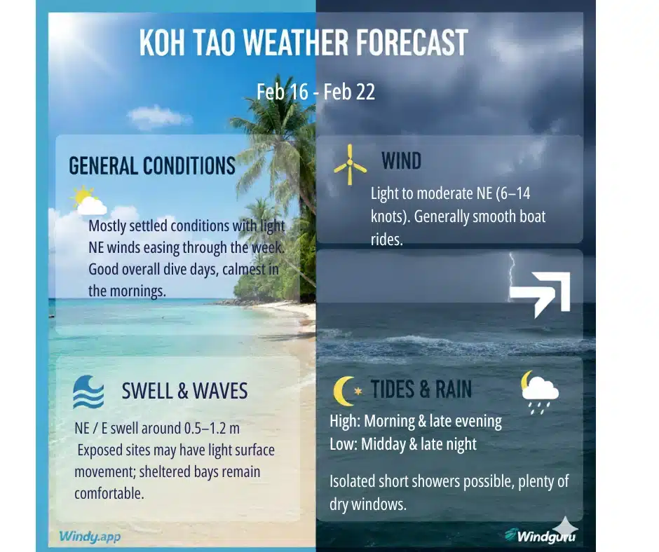 Koh Tao Weekly Dive Report 16 - 22 February 1 Dive report 16 22 feb