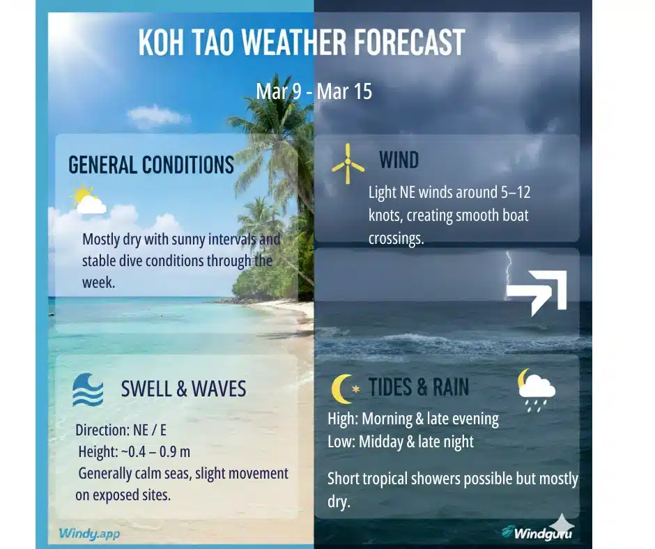 Koh Tao Weekly Dive Report 9.03 - 15.03 1 Koh Tao Weekly Dive Report 9.03